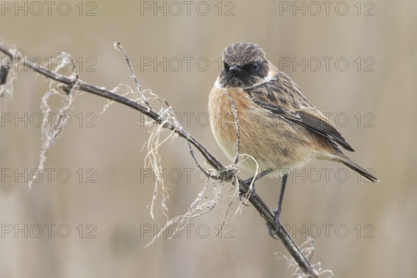 European Stonechat (Saxicola rubicola), United Kingdom