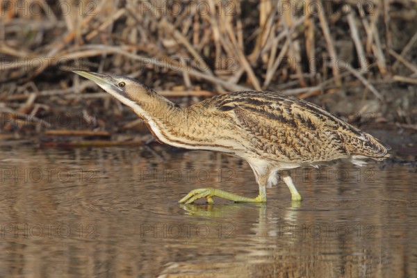 Eurasian Bittern (Botaurus stellaris) male, Vaud, Switzerland