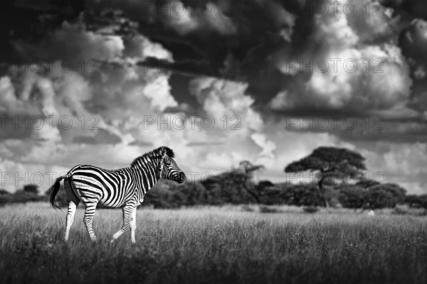 Zebra with blue storm sky. Burchell's zebra, Equus quagga burchellii, Nxai Pan National Park, Botswana, Africa. Wild animal on the green meadow. Wildlife nature, African safari