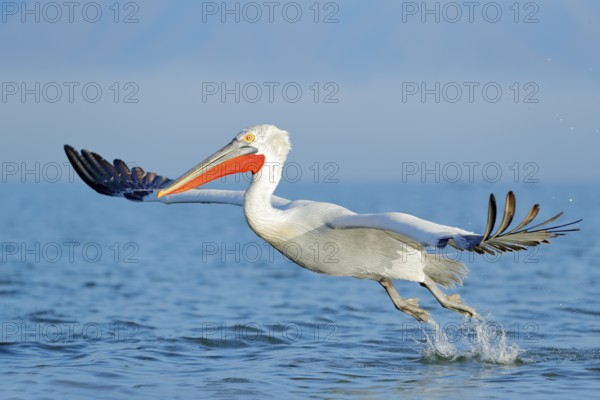 Dalmatian pelican, Pelecanus crispus, in Lake Kerkini, Greece. Palican with open wing, hunting animal. Wildlife scene from Europe nature. Bird on blue sky. Palican with long orange bill. Bird in fly