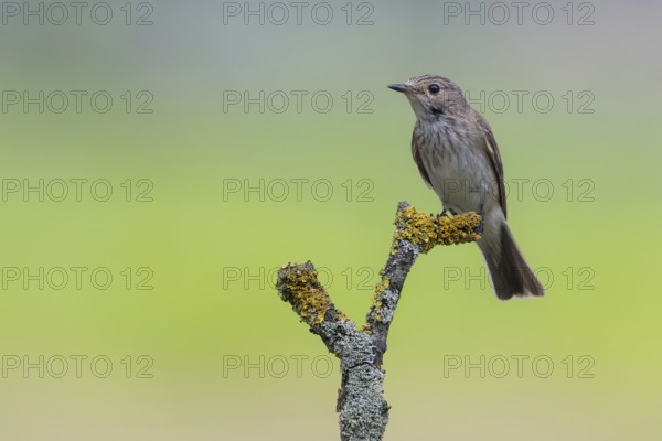 Spotted Flycatcher (Muscicapa striata) perched on a branch, Lower Saxony, Germany