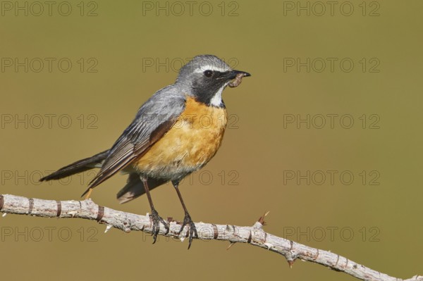 White-throated Robin (Irania gutturalis) male with food in its beak, Armenia