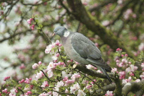 Common Wood Pigeon (Columba palumbus), Lower Saxony, Germany
