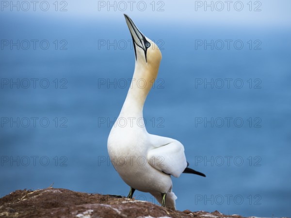 Northern Gannet (Morus bassanus), Schleswig-Holstein, Germany