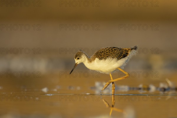 Black-winged Stilt (Himantopus himantopus) juvenile foraging, North Rhine-Westphalia, Germany