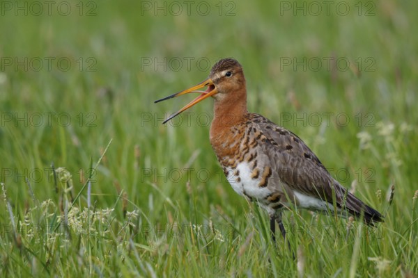 Black-tailed Godwit (Limosa limosa) calling, Netherlands