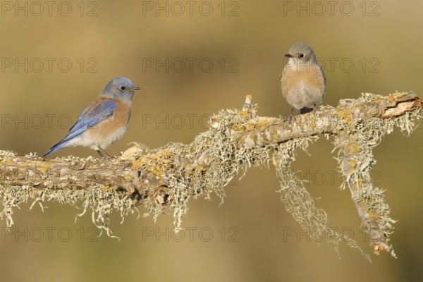 Western Bluebird (Sialia mexicana) pair, California, USA