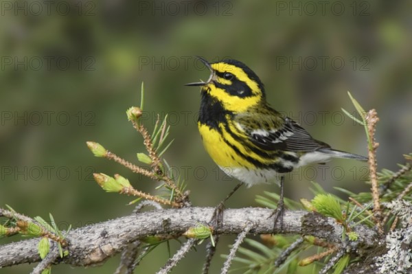 Townsend's Warbler (Setophaga townsendi) singing, Montana, USA