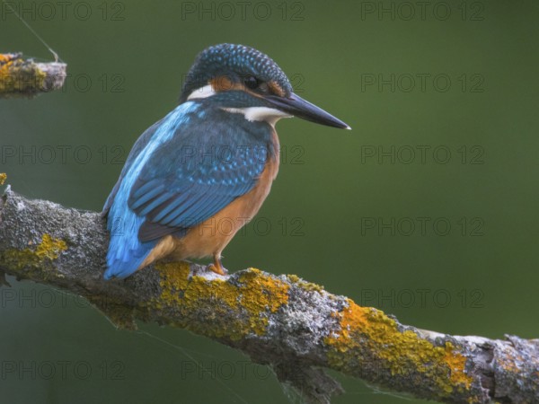 Common Kingfisher (Alcedo atthis), Mecklenburg-Western Pomerania, Germany