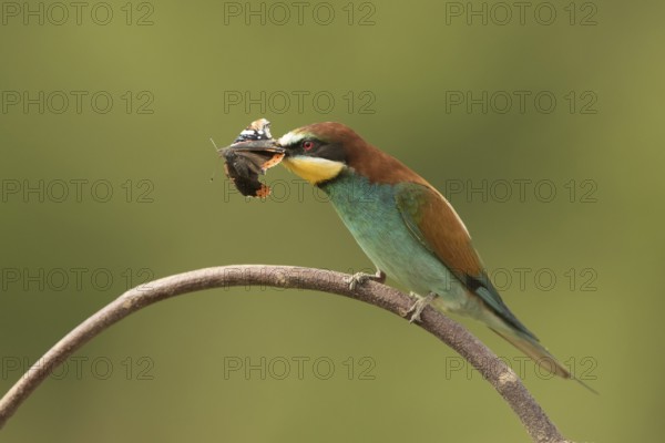 European Bee-eater (Merops apiaster) perched on a lichen branch with insect in beak, Serbia