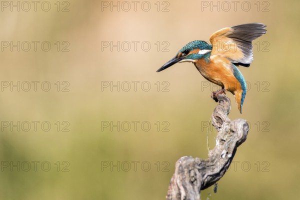 Common Kingfisher (Alcedo atthis) perched on a branch, Andalusia, Spain