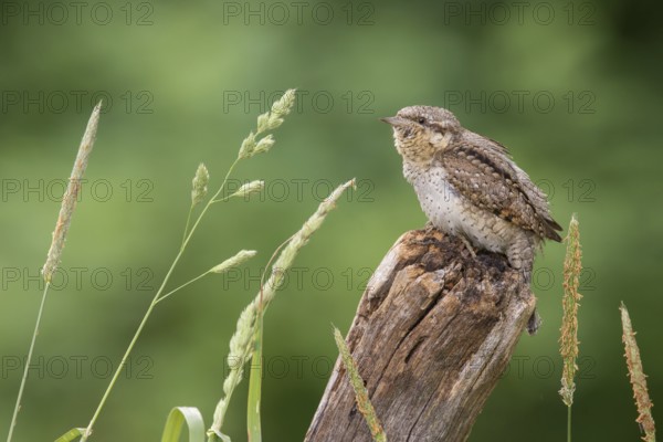 Eurasian Wryneck (Jynx torquilla) perched on a pole, Poland