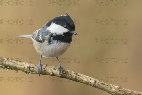 Coal Tit (Periparus ater) perched on a branch, Lower Saxony, Germany