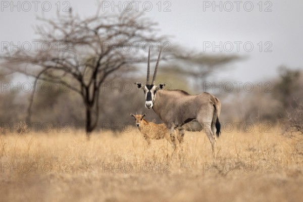 East African Oryx (Oryx beisa) female with young, Ethiopia