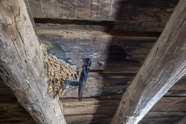 Barn Swallow (Hirundo rustica) at nest in a barn, Extremadura, Spain