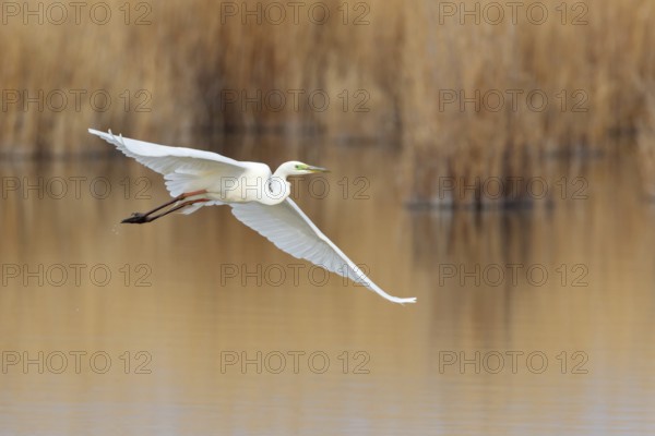 Great Egret (Ardea alba) flying, Lake Neusiedl, Austria