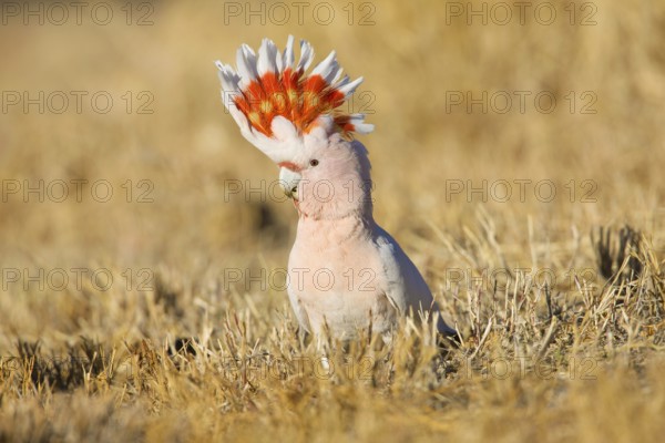 Major Mitchell's Cockatoo (Lophochroa leadbeateri) perched on the ground, Northern Territory, Australia