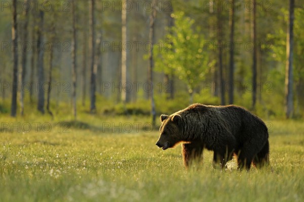 Morning light with big brown bear walking around lake in the morning light. Dangerous animal in nature forest and meadow habitat. Wildlife scene from Finland near Russian border