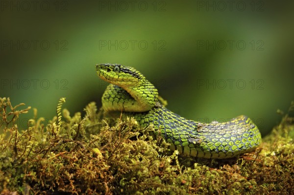 Talamancan Palm-Pitviper, Bothriechis nubestris, nature habitat. Rare new specie viper in tropical forest. Poison snake in the dark jungle. Detail of beautiful green snake from Costa Rica, in moss