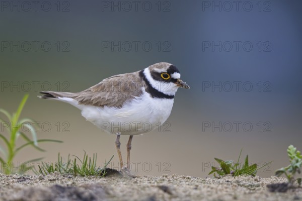 Little Ringed Plover (Charadrius dubius) male foraging, North Rhine-Westphalia, Germany