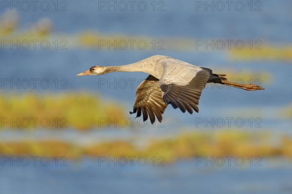 Common Crane, Grus grus, big bird in the nature habitat, Lake Hornborga, Sweden. Wildlife scene from Europe. Grey crane with long neck