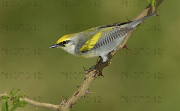Golden-winged Warbler (Vermivora chrysoptera), Texas, USA