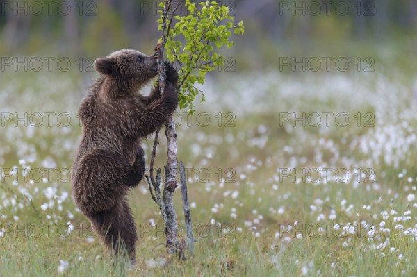 Eurasian Brown Bear (Ursus arctos) cub climbing on young tree in white cottongrass, Finland