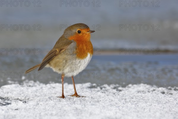 European Robin (Erithacus rubecula) on ice, Saxony-Anhalt, Germany