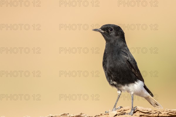White-crowned Wheatear (Oenanthe leucopyga) on ground, Zagora, Morocco