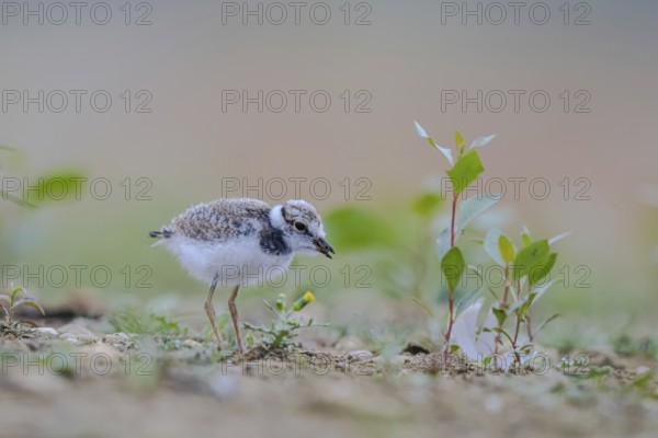 Little Ringed Plover (Charadrius dubius) juvenile, North Rhine-Westphalia, Germany