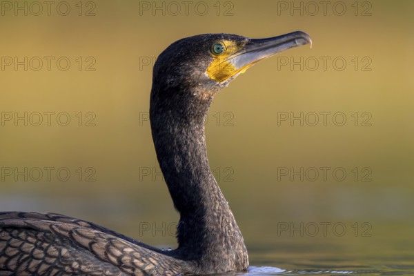 Great Cormorant (Phalacrocorax carbo), North Rhine-Westphalia, Germany