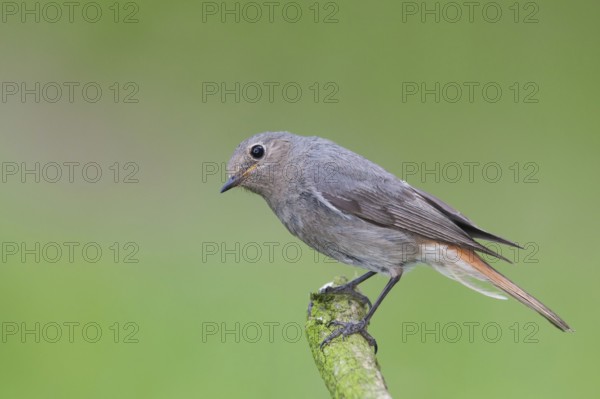 Black Redstart (Phoenicurus ochruros) female, Baden-Wuerttemberg, Germany