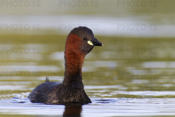 Little Grebe (Tachybaptus ruficollis), Brandenburg, Germany