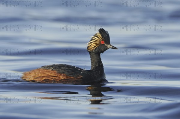 Black-necked Grebe (Podiceps nigricollis), Alberta, Canada