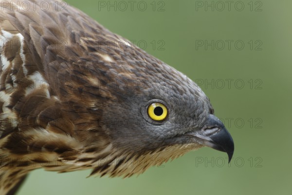 Wespenbussard; lat. Pernis apivorus; Kopfportrait eines Altvogels von der Seite; Kopf nach vorn gereckt