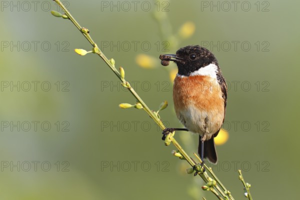 European Stonechat (Saxicola rubicola) male perched on broom with insect in beak, Saxony-Anhalt, Germany