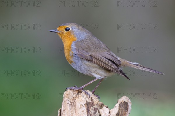 European Robin (Erithacus rubecula), North Rhine-Westphalia, Germany