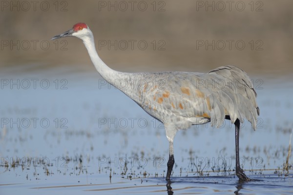 Sandhill Crane (Antigone canadensis), New Mexico, USA