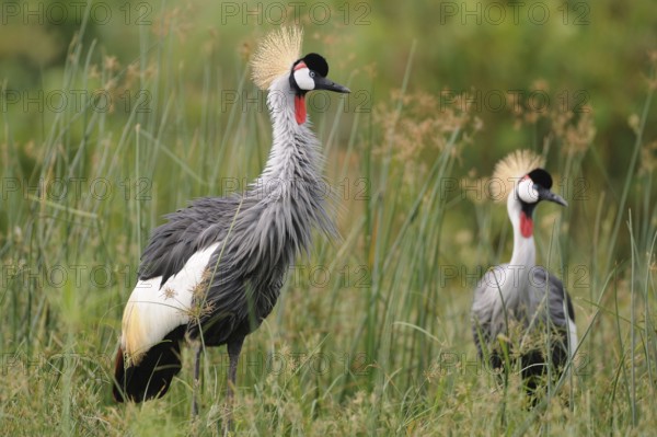 Grey Crowned Crane (Balearica regulorum), Uganda