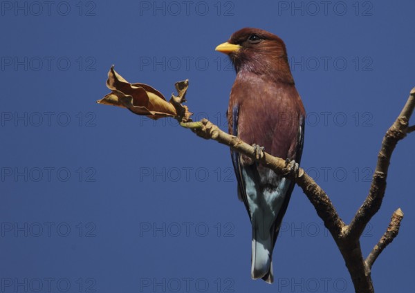 Broad-billed Roller (Eurystomus glaucurus), Gambia