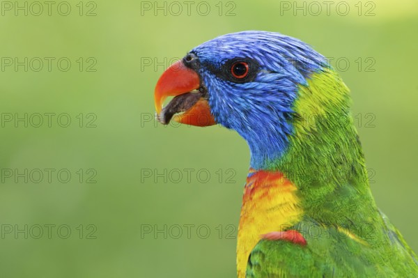 Rainbow Lorikeet (Trichoglossus moluccanus), Queensland, Australia