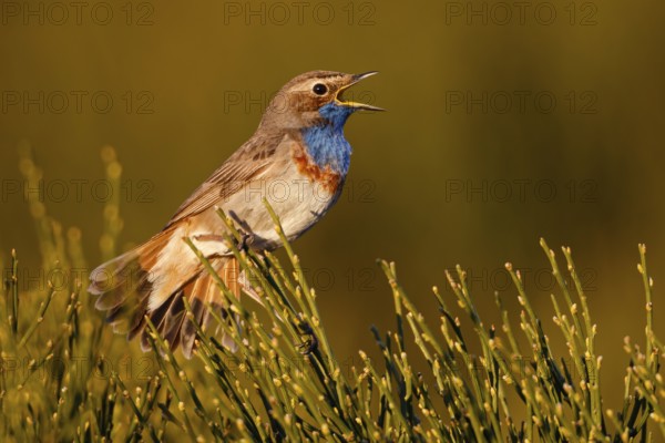 Bluethroat (Luscinia svecica cyanecula) male singing, Castile, Spain