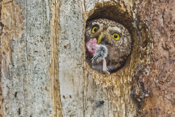 Eurasian Pygmy Owl (Glaucidium passerinum) female with food in beak, Bavaria, Germany