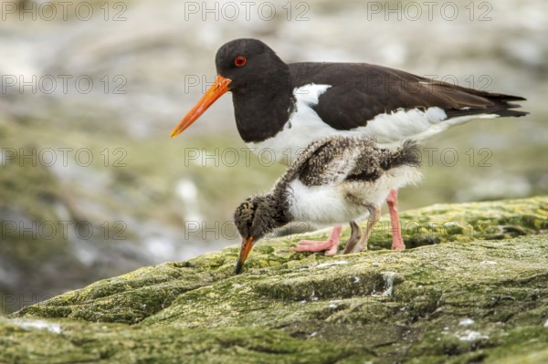 Eurasian Oystercatcher (Haematopus ostralegus) adult and chick, Farne Islands, United Kingdom