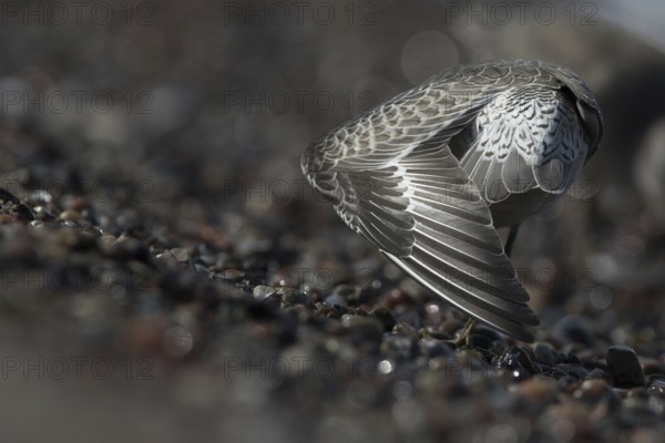 Red Knot (Calidris canutus) stretching, Mecklenburg-Western Pomerania, Germany