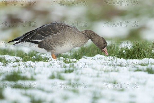 Greater White-fronted Goose (Anser albifrons) on snow, North Rhine-Westphalia, Germany