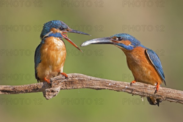 Common Kingfisher (Alcedo atthis) pair displaying, Saxony-Anhalt, Germany
