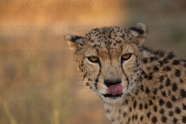 Cheetah (Acinonyx jubatus) captive, male with wet coat and raindrops in face, Castile-La Mancha, Spain