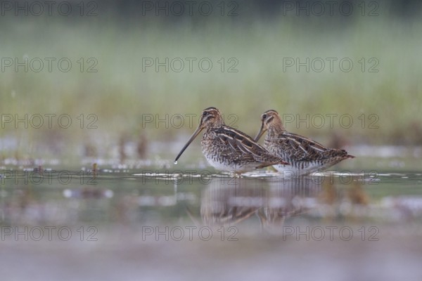 Common Snipe (Gallinago gallinago) foraging, North Rhine-Westphalia, Germany
