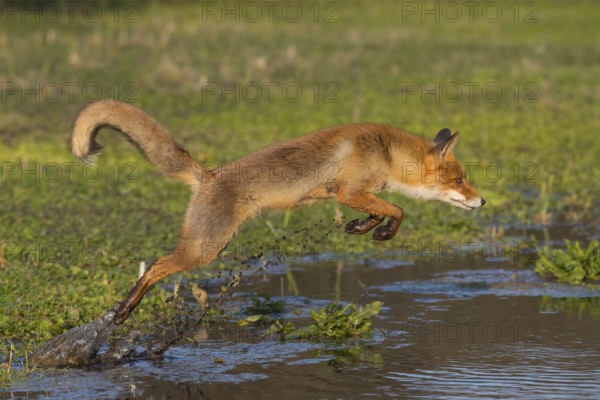 Red Fox (Vulpes vulpes) jumping and hunting in pond, Netherlands